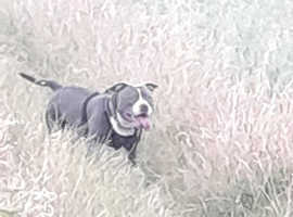 Blue and white male pocket bully available for stud