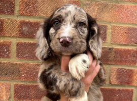 5 stunning working cocker pups
