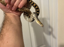 Bull snake