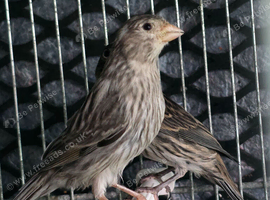 Canary for sale