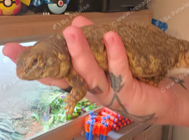 Female Uromastyx