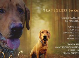 Health tested KC registered Fox red Labrador for stud