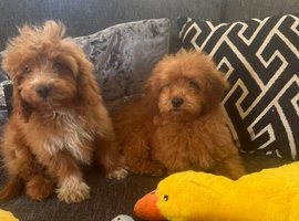 Absolutely stunning red cavapoos