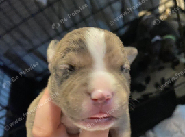 Gorgous Staffordshire bull terrier