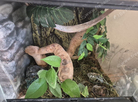 GECKO SET UP