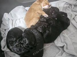 Cockapoos puppies for sale