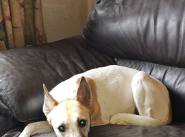 Loving girl needs new home