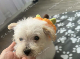 Westiepoo Boy