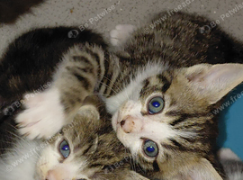 Home raised kittens very frienly