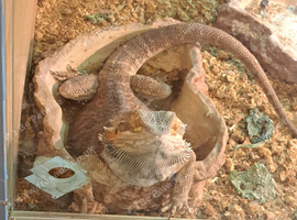 Bearded dragon with small viv
