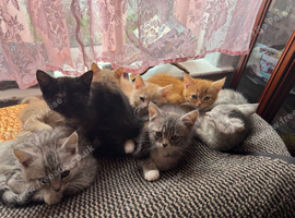 Half Persian 7 Kitten Litter