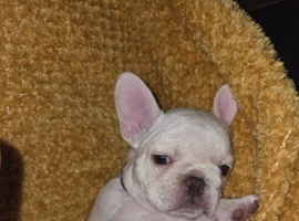 French bulldog puppy