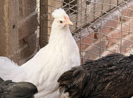 Australorp x Barnevelder