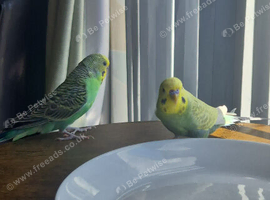 Budgies looking for new home