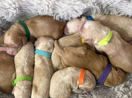 Exceptional F2 Miniature Cockapoo Puppies