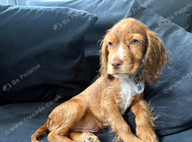 Lovely cocker spaniel girl puppy