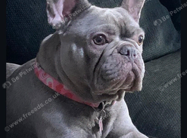 Frenchyx American bully