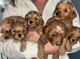 F2 generation cavapoo puppies