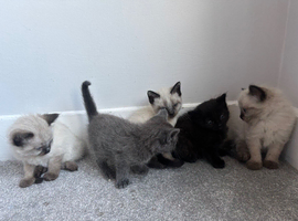 Siamese and Maine coon mixed bread