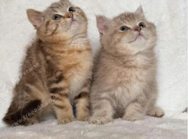 BSH kittens from health tested parents