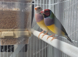 Pair of gouldian finches