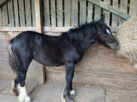 Cob Filly available at weaning