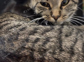 1 black kitten & 1 junior cat.