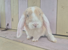 BEAUTIFUL MINI LOP BABIES- READY NOW!