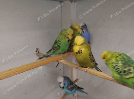 Lovely exhibition budgies few all this year's birds still got lot off growing will make some lovely birds
