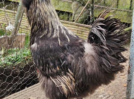 Blue rooster