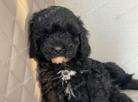 F1 Health tested Cavapoo
