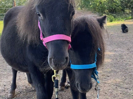 Beautiful Pair Of Falabellas Half Sisters