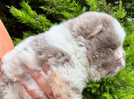 Exotic rare chow chow puppies