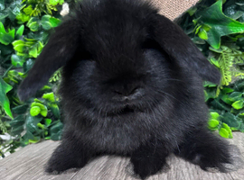 BEAUTIFUL BABY MINI LOP BUNNIES