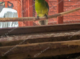 Kakarikis for sale