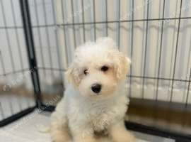 Bichon frise puppy for sale