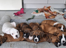 Boxer Puppies for sale male and female