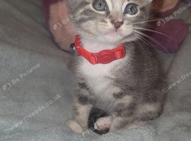 Stunning male kitten
