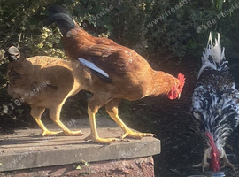 Hybrid Cockerel - 15 weeks old, raised on organic feed in a natural garden