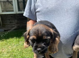 Border terriers
