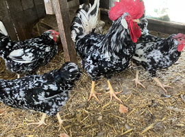Fertile hatching eggs