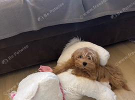 Korean Maltipoo's tiny 1 boy remaining