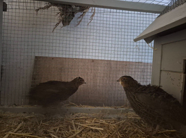Quails for sale