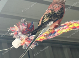 Female Rosa Bourke
