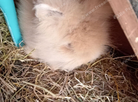 2 baby boy lionheads ready now