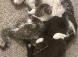 2 kittens 8 weeks