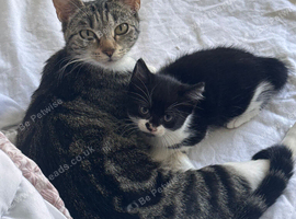 Tabby mother & black n white kitty daughter
