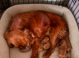 cavapoo pups ready now
