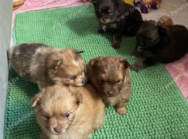 Pomeranian x puppies