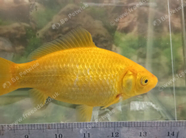 Goldfish